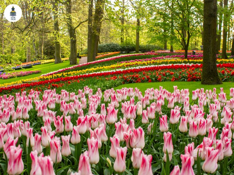เที่ยวเนเธอร์แลนด์เดือนเมษายน ชมดอกทิวลิปที่สวนเฮอร์ฮอฟ