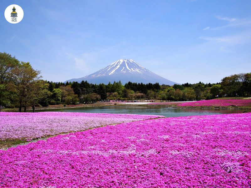 เที่ยวญี่ปุ่นเดือนเมษายน ชมธรรมชาติ อากาศเย็น ไม่ร้อน