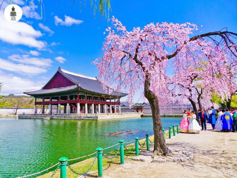 เที่ยวเกาหลีเดือนเมษายน