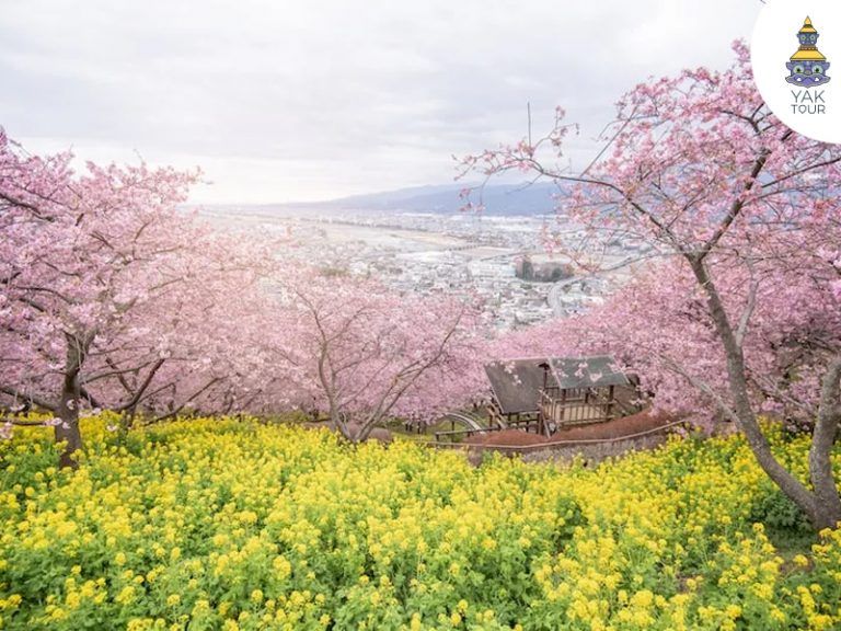 ซากุระมัตสึดะกับฉากหลังภูเขาไฟฟูจิ จุดถ่ายรูปยอดนิยมใกล้โตเกียว