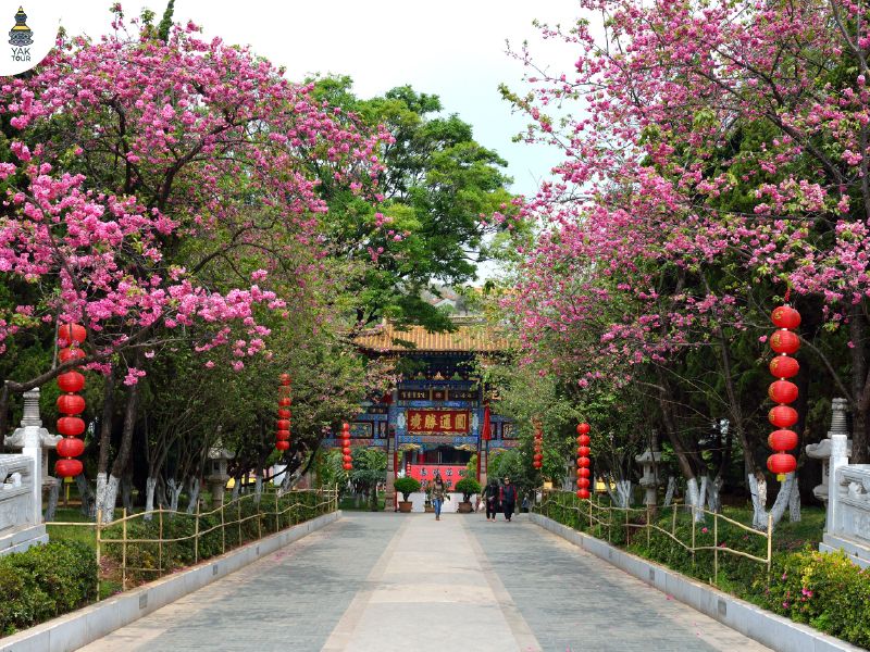 วัดหยวนทง Yuantong Temple ซากุระคุนหมิงบานหน้าวัดพุทธเก่าแก่ บรรยากาศฤดูใบไม้ผลิ