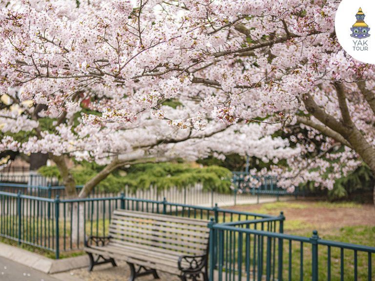 ซากุระชิงเต่า-บานสะพรั่ง-สวนจงซาน