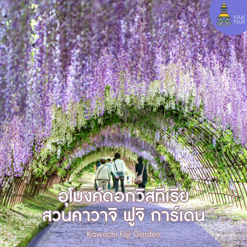 อุโมงค์ดอกวิสทีเรียสีม่วงระย้าความยาวกว่า 80 เมตรภายในสวนคาวาชิฟูจิ เมืองคิตะคิวชู