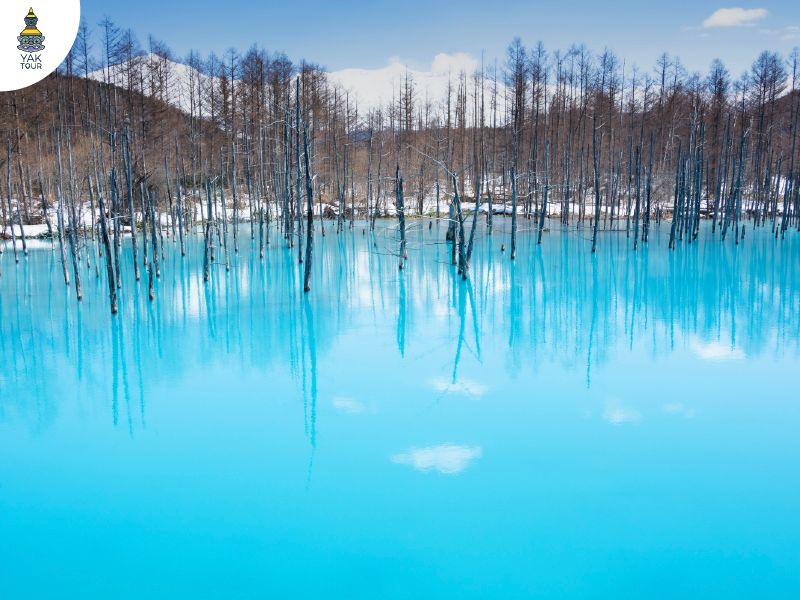 บ่อน้ำสีฟ้า (Blue Pond) เมืองบิเอะ ฮอกไกโด แหล่งท่องเที่ยวธรรมชาติชื่อดัง น้ำสีฟ้าเปลี่ยนเฉดตามฤดูกาล เที่ยวฮอกไกโดได้ตลอดปี