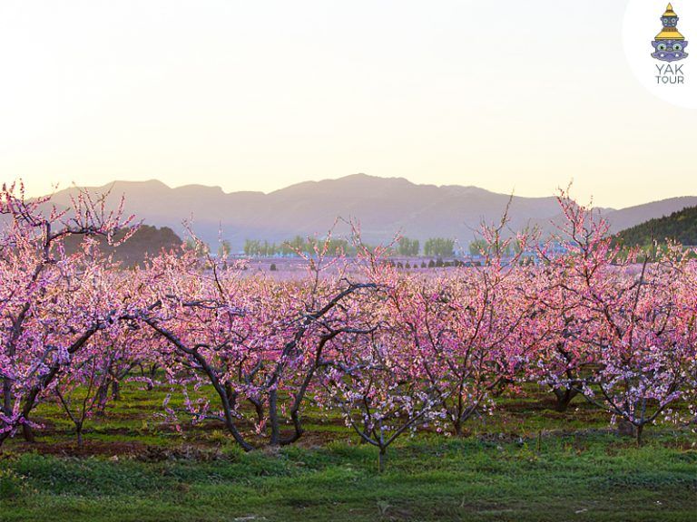 ทุ่งดอกท้อผิงกู่ บานเต็มที่ช่วงกลางเดือนเมษายน