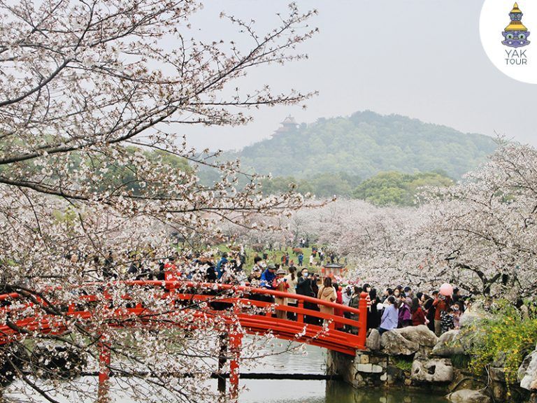 สวนซากุระมั่วซาน-อู่ฮั่น-จีน