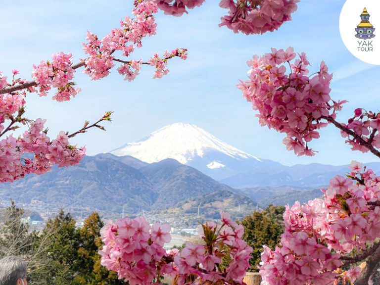 เทศกาลมัตสึดะซากุระ 2569 ซากุระคาวาซุสีชมพูคู่ทุ่งดอกนาโนฮานะ