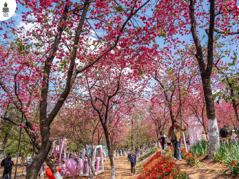 สวนหยวนทงซัน Yuantongshan Park จุดชมซากุระเมืองคุนหมิงยอดนิยม ถ่ายรูปวิวเมือง