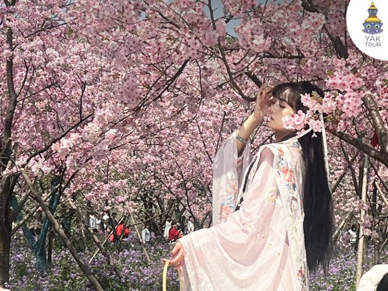 นักท่องเที่ยว-เดินชม-ซากุระอู่ฮั่น