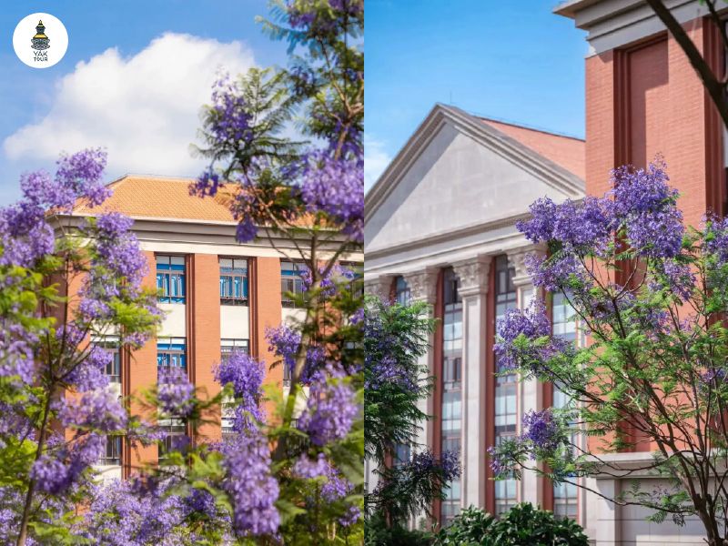 บรรยากาศอาคารเรียนเก่าแก่ตัดกับสีดอกศรีตรังในรั้วมหาวิทยาลัยยูนนาน