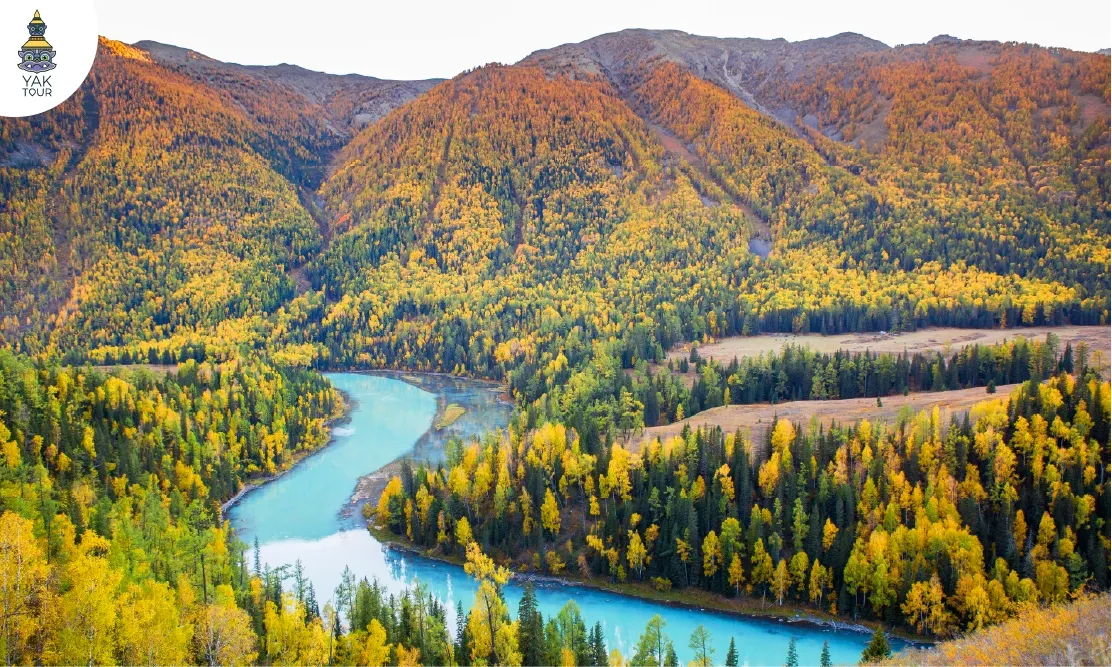 ทัศนียภาพน้ำนิ่งใสสีฟ้าครามโอบล้อมด้วยป่าสนสีเหลืองทองฤดูใบไม้ร่วงที่ทะเลสาบคานาส