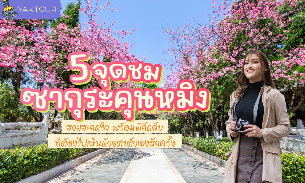 6 จุดชมซากุระเมืองคุนหมิง สวยสะกดใจ อัปเดตปีล่าสุด พร้อมพิกัดลับอุโมงค์สีชมพู