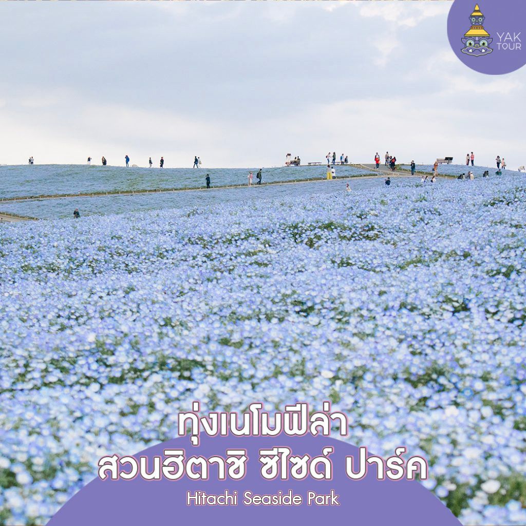 เนินเขาสีฟ้าครามจากดอกเนโมฟีล่ากว่า 5 ล้านดอก ที่ สวนฮิตาชิ ซีไซด์ ปาร์ค (Hitachi Seaside Park)จังหวัดอิบารากิ