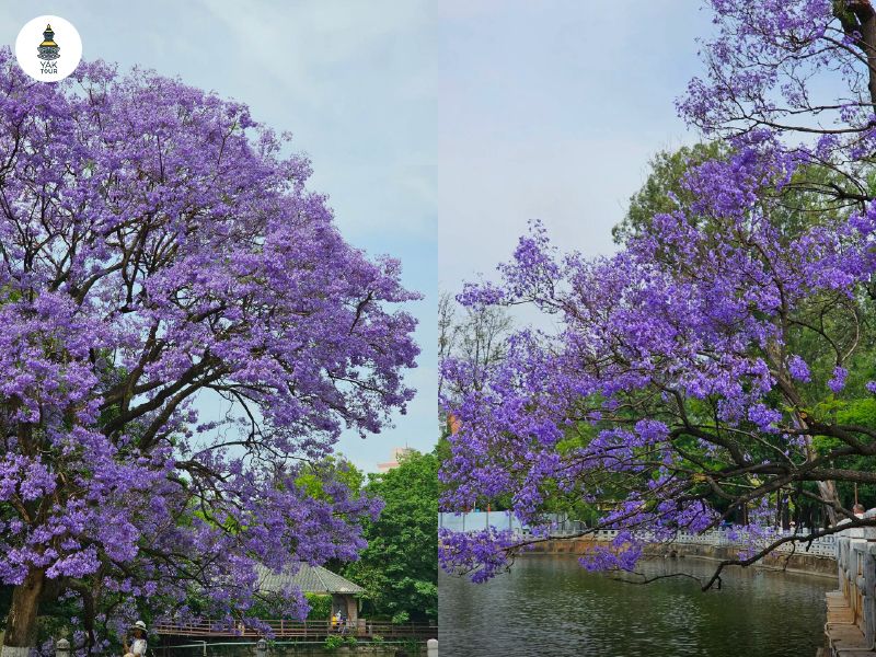 ดอกไม้สีม่วงบานสะพรั่งริมน้ำในสวนสาธารณะชุ่ยหูใจกลางเมืองคุนหมิง