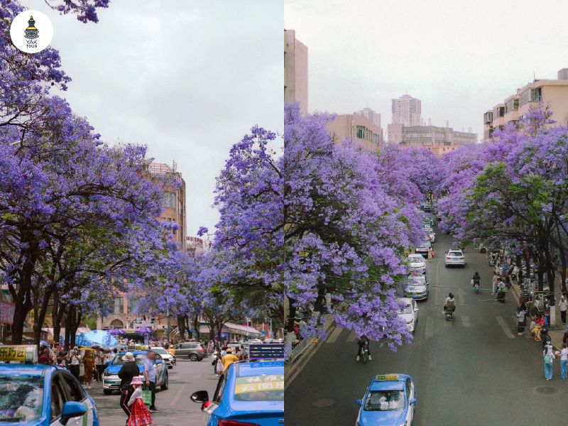 อุโมงค์ดอกแจ็คคาเรนด้าสีม่วงบานสะพรั่งตลอดแนวถนนเสวี่ยฟูในเมืองคุนหมิง