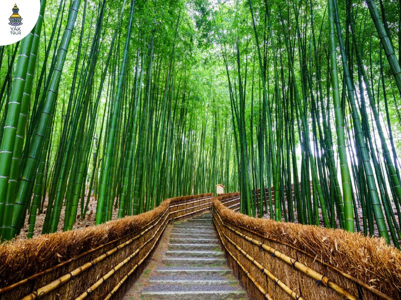 สวนป่าไผ่อาราชิยามะ ทางเดินป่าไผ่สุดโรแมนติก เที่ยวเกียวโต