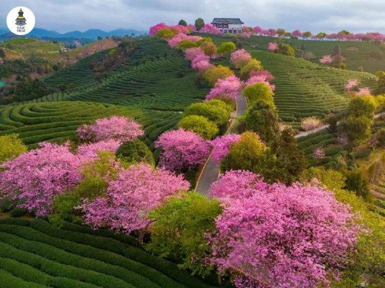 จุดชมซากุระจางผิง สวนซากุระหยงฟู่บานสะพรั่ง