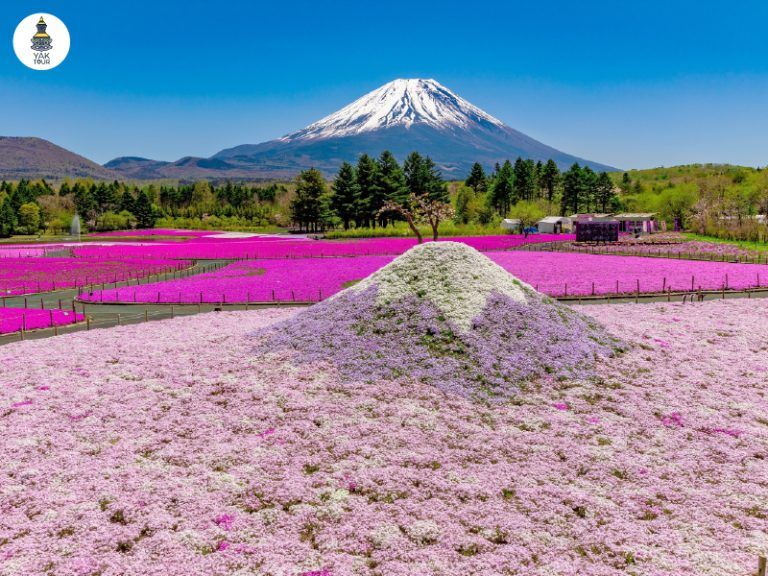 มุมถ่ายรูปยอดนิยม เทศกาล Fuji Shibazakura Matsuri กับฉากหลังภูเขาไฟฟูจิ