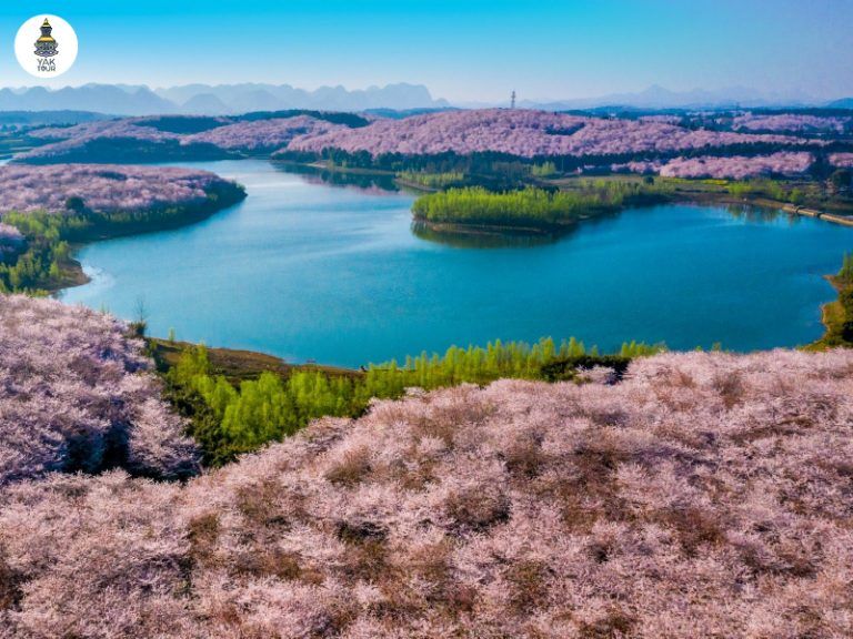 สวนซากุระผิงป้า (Pingba Cherry Blossom Garden)