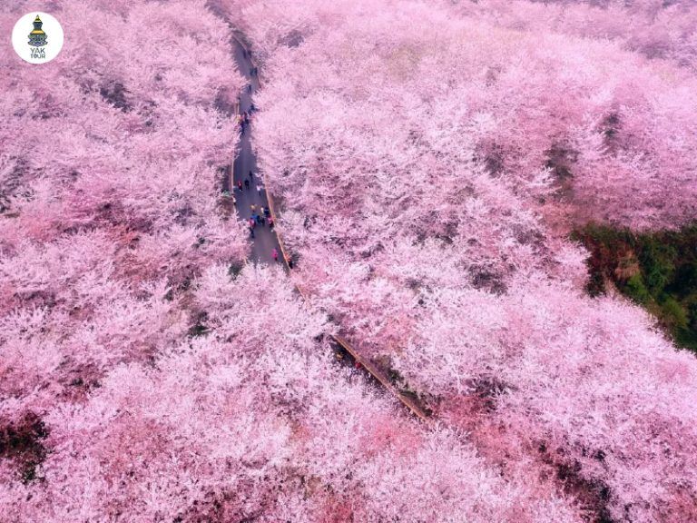 สวนซากุระผิงป้า (Pingba Cherry Blossom Garden)