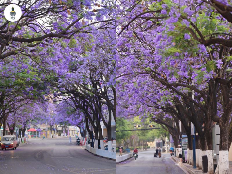 ทางเดินเท้าในคุนหมิงที่ตกแต่งด้วยต้นไม้สีม่วงตลอดสายถนนชุนเฉิง