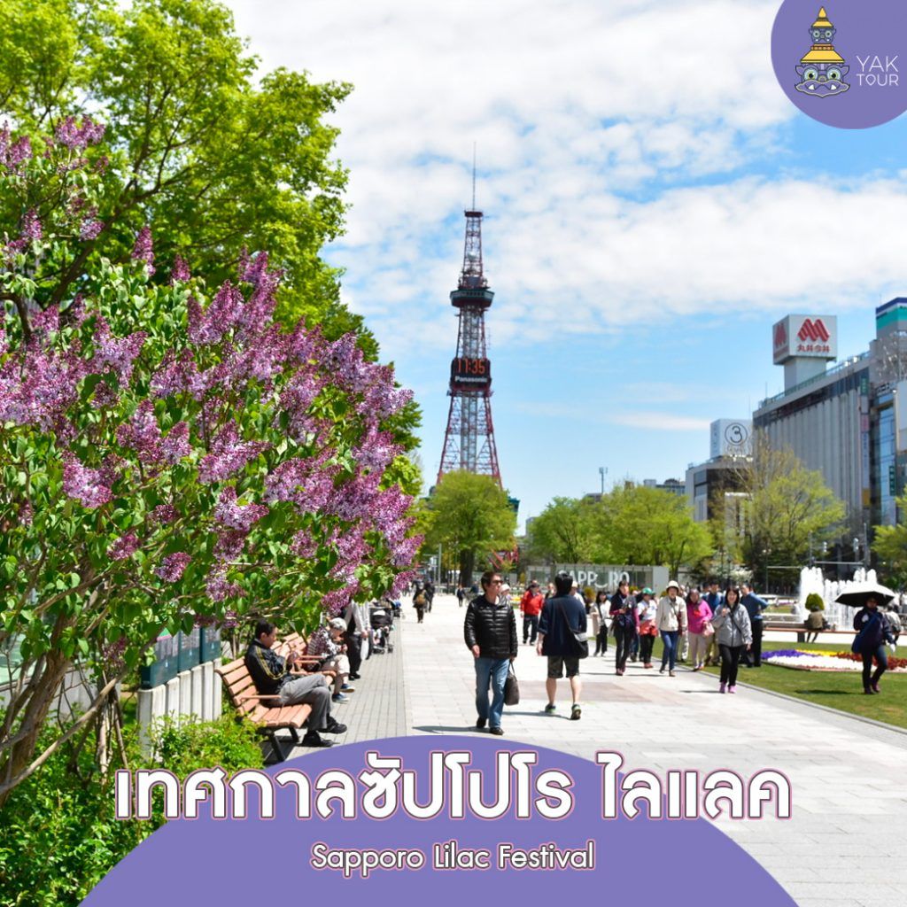 บรรยากาศดอกไลแลคบานสะพรั่งในสวนโอโดริ เมืองซัปโปโร ช่วงปลายเดือนพฤษภาคม