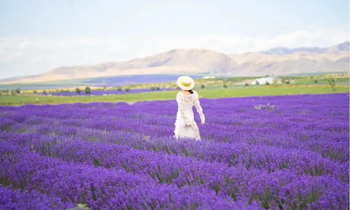 ทุ่งลาเวนเดอร์ซินเจียง (Ili Lavender Fields) บานสะพรั่งสวยงามสดใส