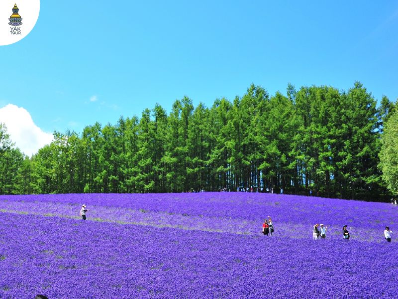 ฟาร์มโทมิตะ ทุ่งลาเวนเดอร์ฮอกไกโด ที่เที่ยวหน้าร้อนญี่ปุ่น