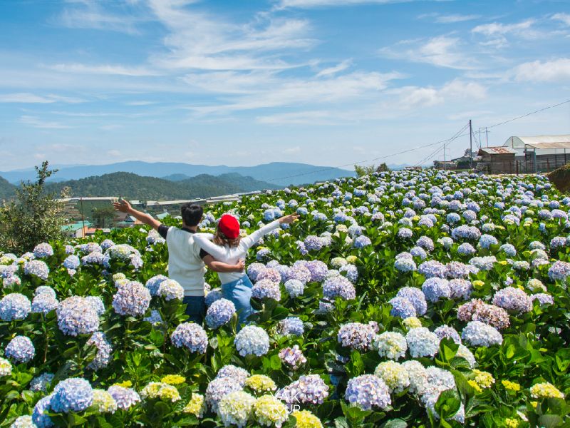 ทุ่งดอกไฮเดรนเยียสีม่วงฟ้าบานสะพรั่งที่เมืองดาลัด ที่เที่ยวเวียดนามยอดนิยมสำหรับสายถ่ายรูป