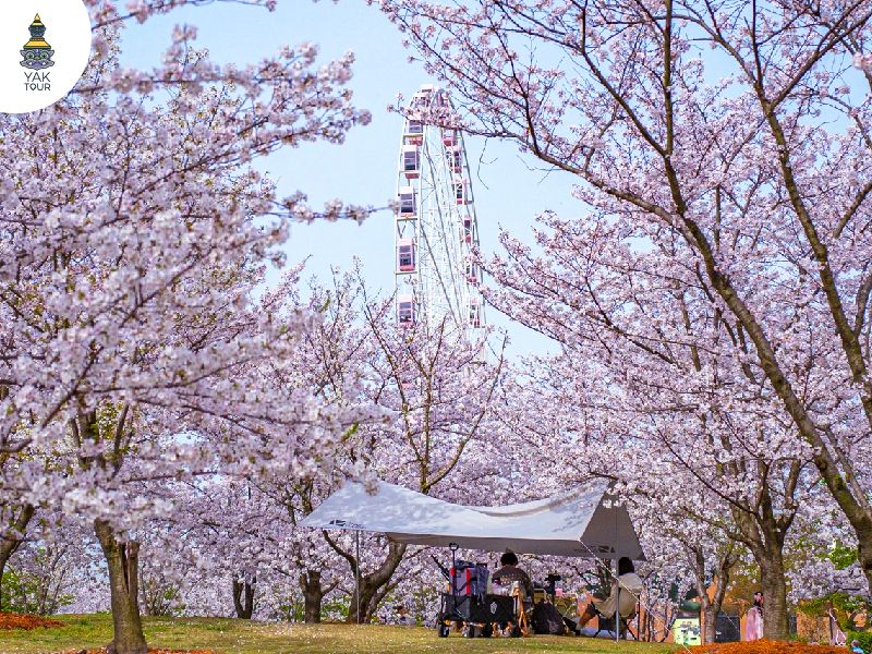 บรรยากาศต้นซากุระบานในฤดูใบไม้ผลิ ในเซี่ยงไฮ้