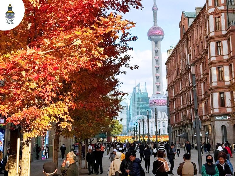 วิวใบไม้เปลี่ยนสีในเซี่ยงไฮ้