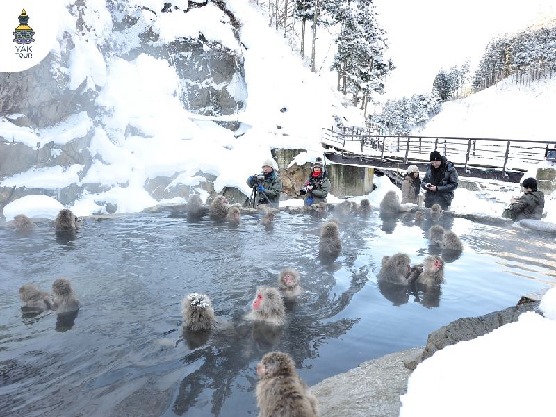 ลิงหิมะแช่ออนเซ็นที่จิโกกุดานิ ฤดูหนาวญี่ปุ่น