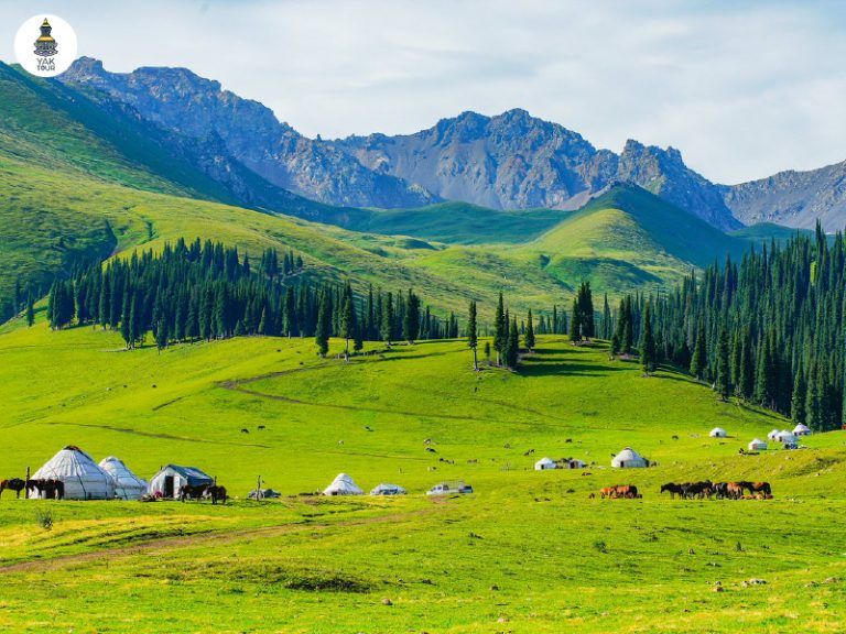  วิวทุ่งหญ้านาลาถี ซินเจียงเหนือ ทุ่งหญ้ากว้างใหญ่และป่าสนใต้เทือกเขาเทียนซาน