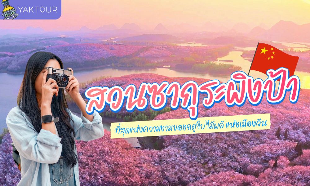 สวนซากุระผิงป้า (Pingba Cherry Blossom Garden)