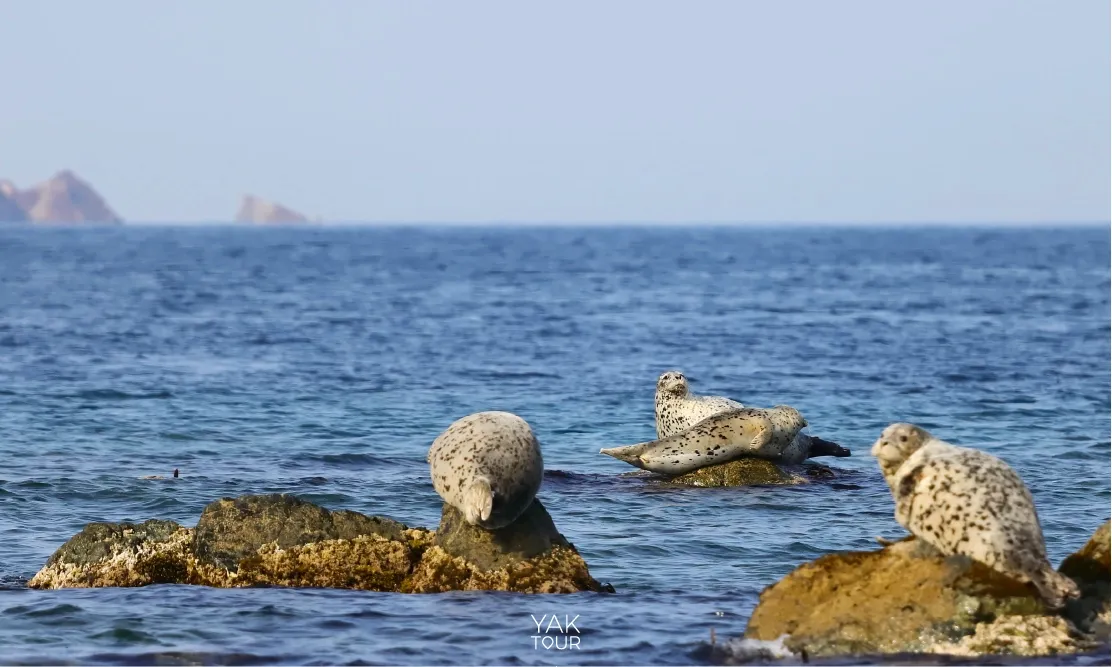 ฝูงแมวน้ำลายจุดนอนอาบแดดบนโขดหินริมทะเล ล่องเรือตัดน้ำแข็ง ฮอกไกโดหน้าหนาว