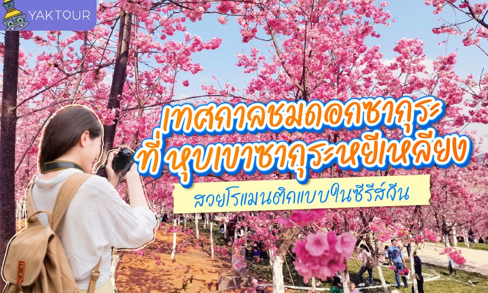 เทศกาลชมดอกซากุระ ที่ หุบเขาซากุระหยีเหลียง สวยโรแมนติกแบบในซีรีส์จีน