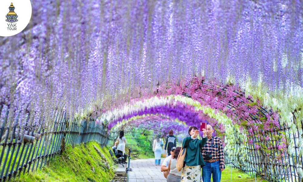 อุโมงค์ดอกไม้สีม่วงและสีขาวบานสะพรั่งในสวน Kawachi Fuji Garden จุดเช็คอินยอดฮิตของฟุกุโอกะ