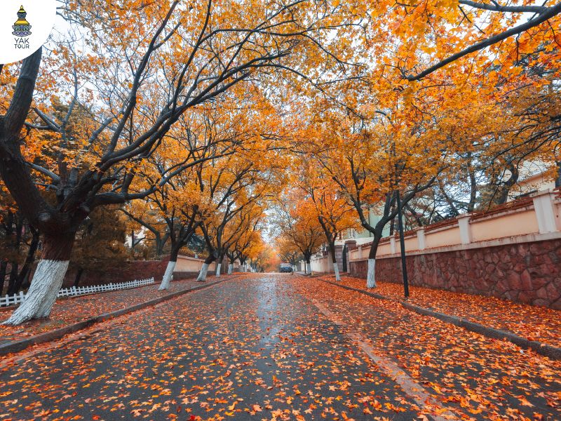 ถนนปาต้ากวน ย่านบ้านยุโรป เมืองชิงเต่า