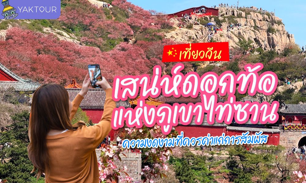 เที่ยวจีน เสน่ห์ดอกท้อแห่งภูเขาไท่ซาน ความงดงามที่ควรค่าแก่การสัมผัส