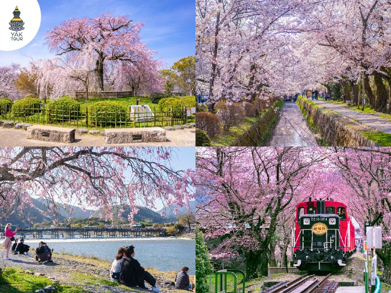 ที่เที่ยวเกียวโต-ฤดูใบไม้ผลิ