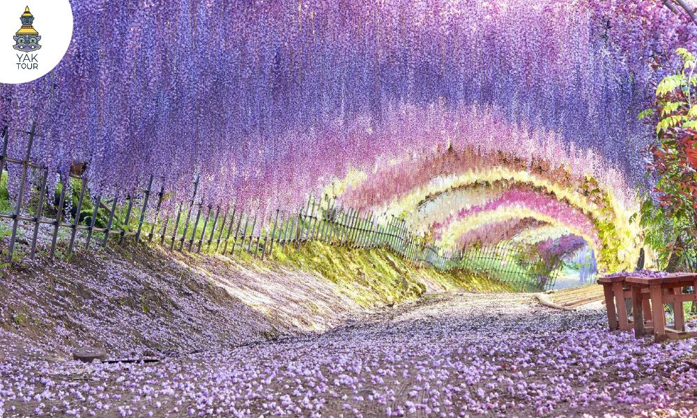 ซุ้มดอกไม้สีม่วงระย้าสวยงามในสวนคาวาจิฟูจิ สถานที่ชมดอกวิสทีเรียที่สวยที่สุดแห่งหนึ่งในญี่ปุ่น