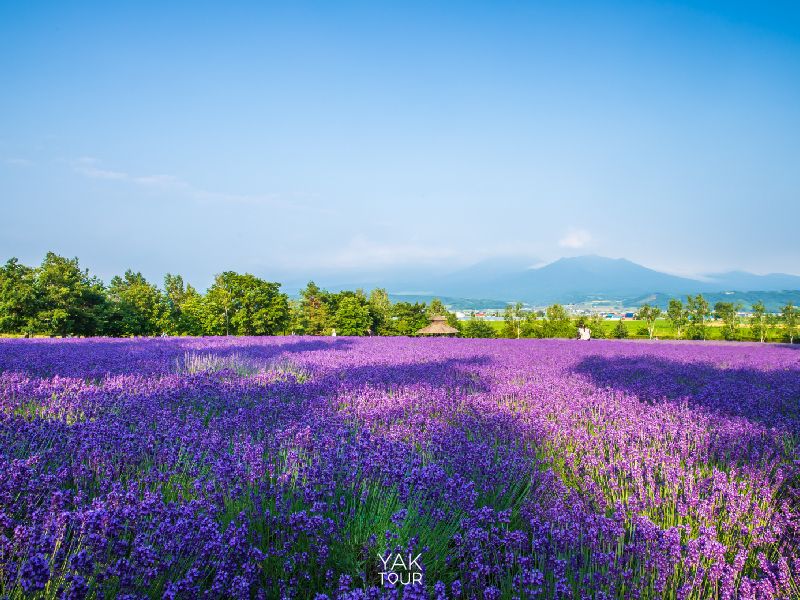 ที่เที่ยวญี่ปุ่น_ทุ่งลาเวนเดอร์ในฟาร์มโทมิตะ 