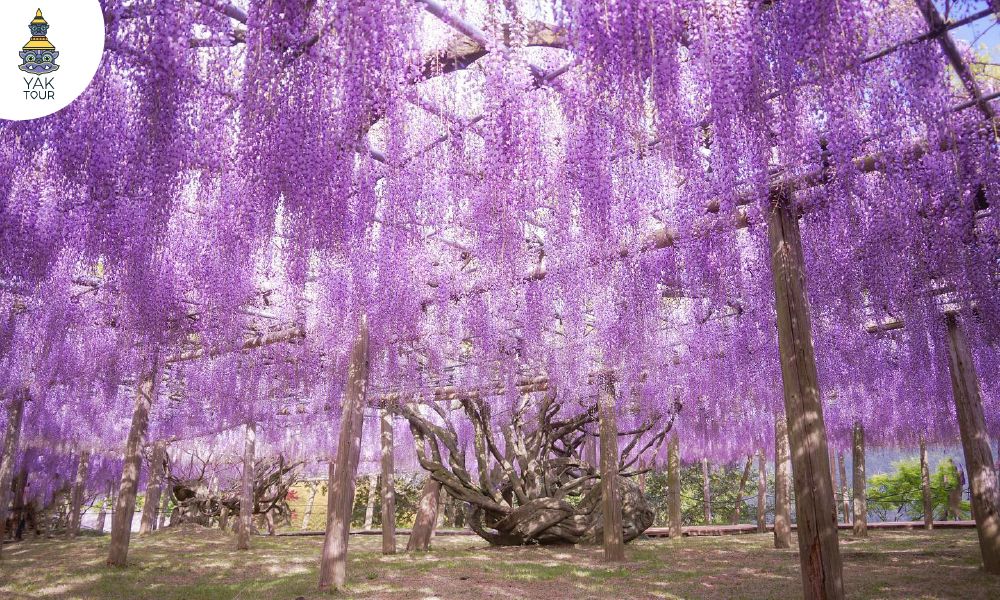 บรรยากาศสวนดอกไม้วิสทีเรีย แผ่กิ่งก้านสวยงามในสวนคาวาจิฟูจิ ญี่ปุ่น