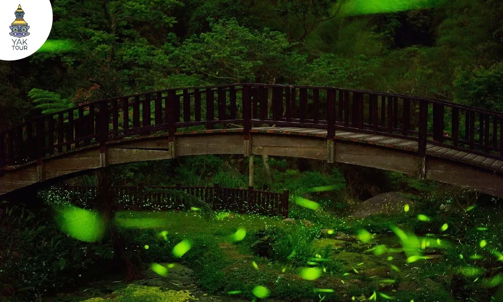 บรรยากาศเทศกาลชมหิ่งห้อยยามค่ำคืนในป่าที่อุดมสมบูรณ์ของไต้หวัน