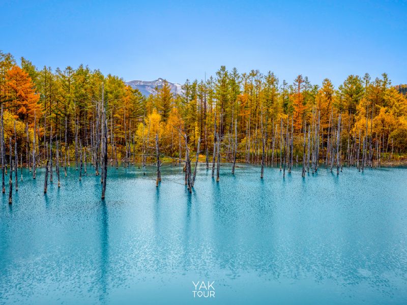 บ่อน้ำสีฟ้า Blue Pond ในฮอกไกโด