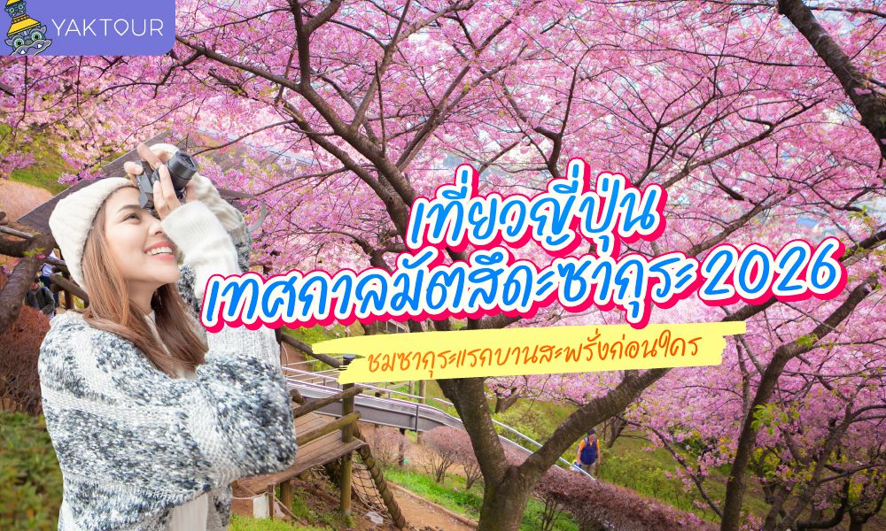 เที่ยวญี่ปุ่น เทศกาลมัตสึดะซากุระ 2569 / 2026 ซากุระแรกบานก่อนใคร วิวฟูจิสวยมาก