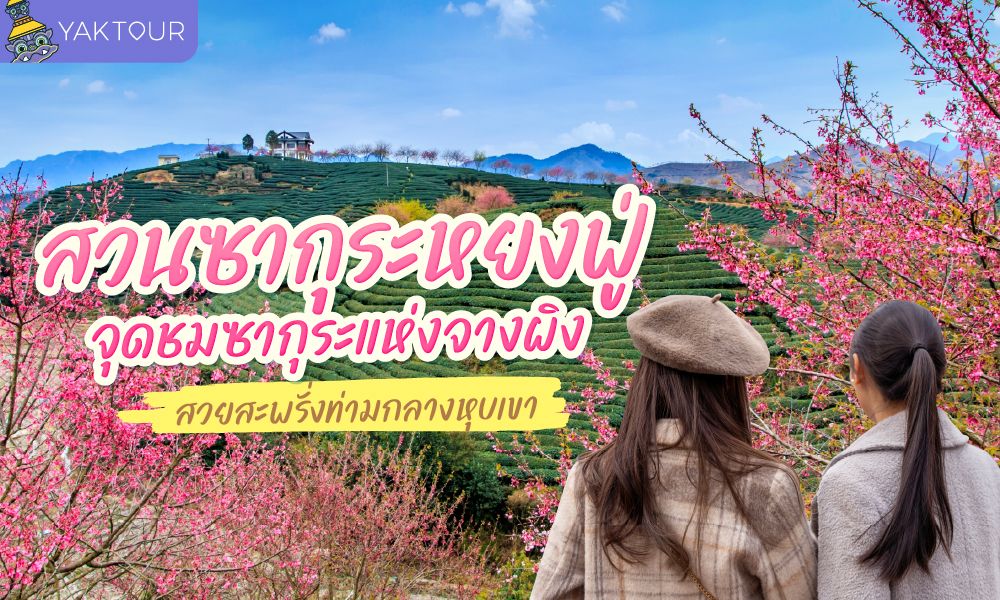 สวนซากุระหยงฟู่ จางผิง | จุดชมซากุระกลางไร่ชา สวยที่สุดในฝูเจี้ยน