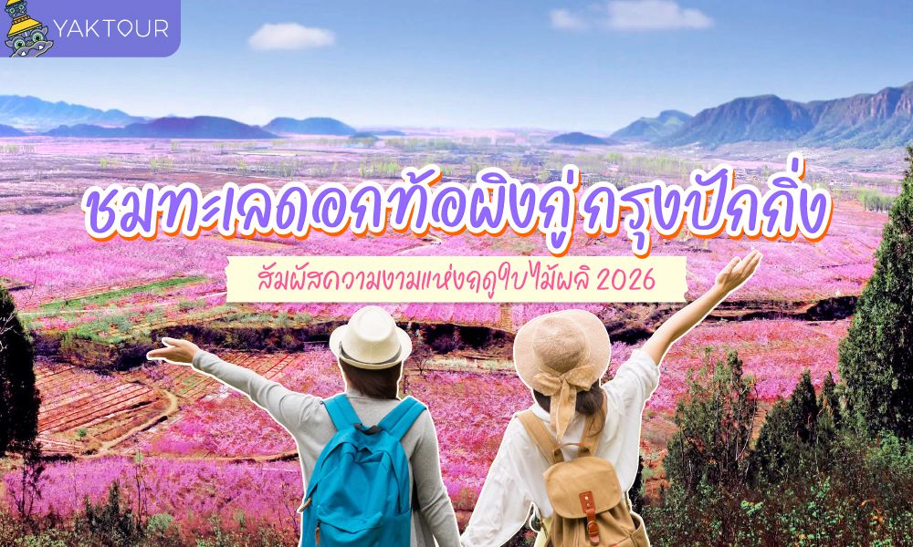ทะเลดอกท้อผิงกู่ กรุงปักกิ่ง บานสะพรั่งฤดูใบไม้ผลิ 2026
