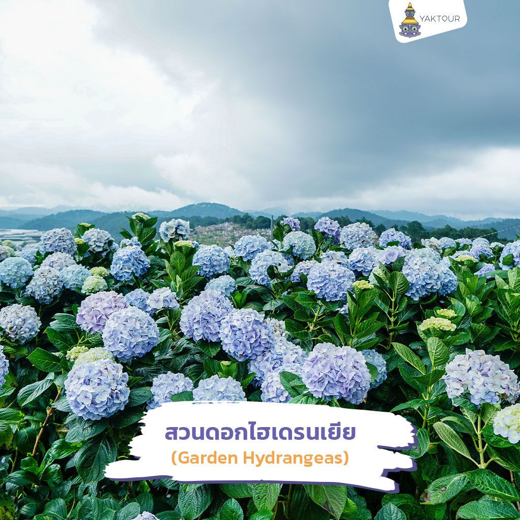 ที่เที่ยวเวียดนามใต้ ทุ่งดอกไฮเดรนเยียสีฟ้าและม่วงอ่อนบานสะพรั่งเต็มพื้นที่ท่ามกลางใบสีเขียวชอุ่ม