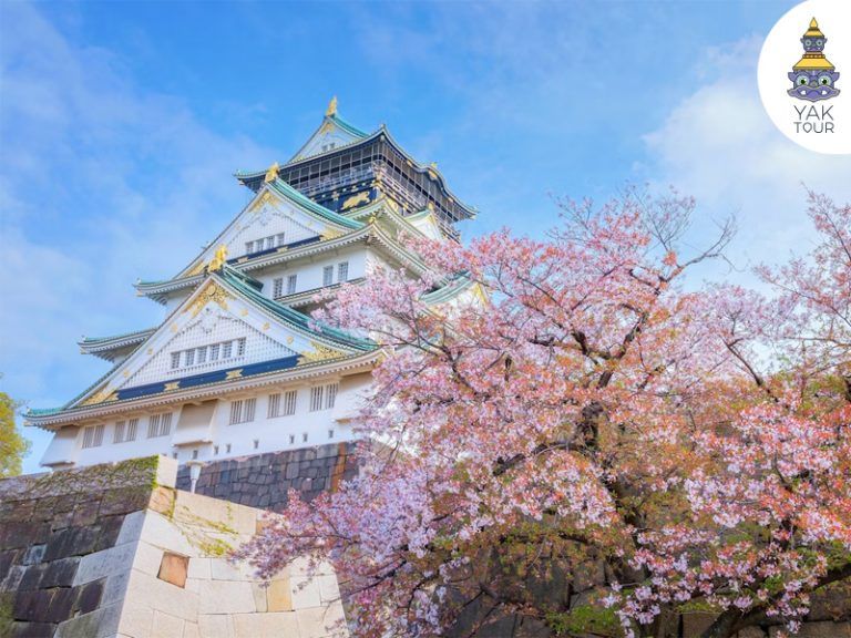 ปราสาทโอซาก้ากับดอกซากุระบานสะพรั่งในฤดูใบไม้ผลิ ประเทศญี่ปุ่น